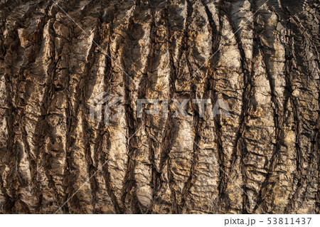 Brown palm tree trunk texture background. Natural organic material. Brown palm tree trunk texture background. Natural organic material. 53811437