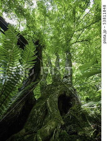 初夏の比婆山の深い森の風景です。若葉がとてもきれいです。広島県 初夏の比婆山の深い森の風景です。若葉がとてもきれいです。広島県 53811848
