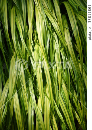 フウチソウ（風知草） 53811861