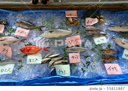 魚まつり 魚まつり 53811887