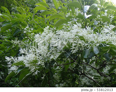 ヒトツバタゴの花の写真素材