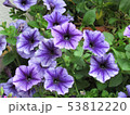 ペチュニア 53812220