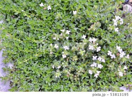 グランドカバー グランドカバー 53813195