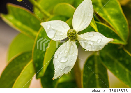 花水木に雨の雫が葉っぱについている自然綺麗 花水木に雨の雫が葉っぱについている自然綺麗 53813338