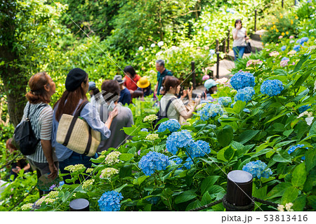 鎌倉　長谷寺の紫陽花 53813416