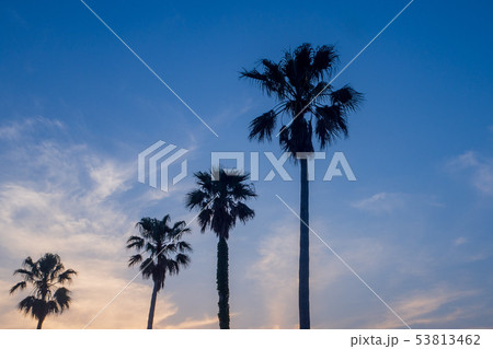 並び立つヤシの木 53813462