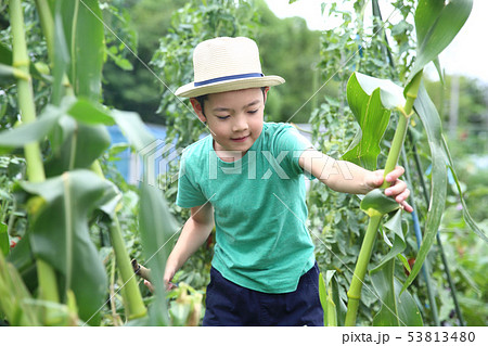 畑のお手伝いをする子ども 畑のお手伝いをする子ども 53813480