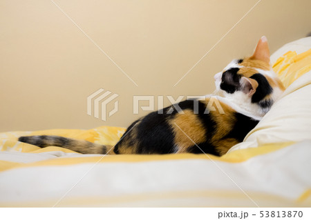 Cat lying looking back up to the top at the space 53813870