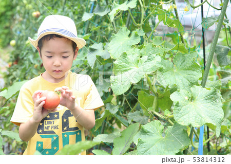 畑のお手伝いをする子ども 畑のお手伝いをする子ども 53814312