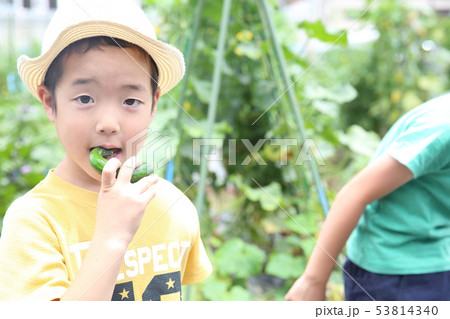 畑のお手伝いをする子ども 畑のお手伝いをする子ども 53814340