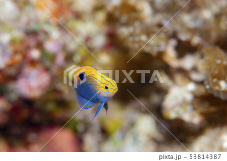 クロメガネスズメダイ 幼魚 の写真素材