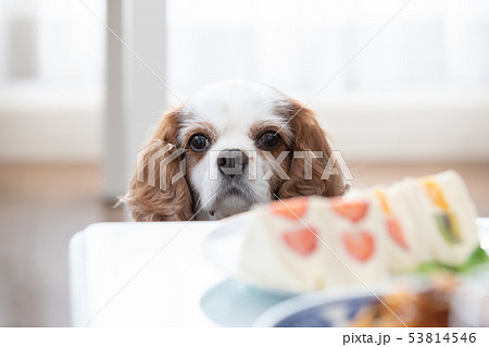 ペット 食べ物を見つめる犬の写真素材
