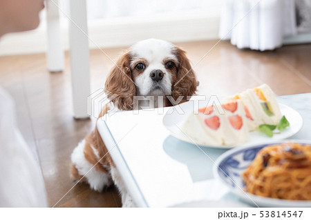 ペット　食べ物を見つめる犬 53814547