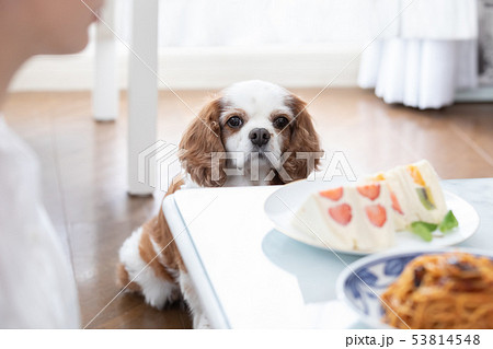 ペット　食べ物を見つめる犬 53814548