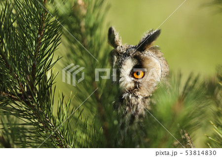 Portrait of a long-eared owl Asio otus. Wild bird 53814830
