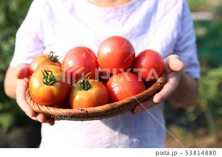 トマトを持つ女性 トマトを持つ女性 53814880