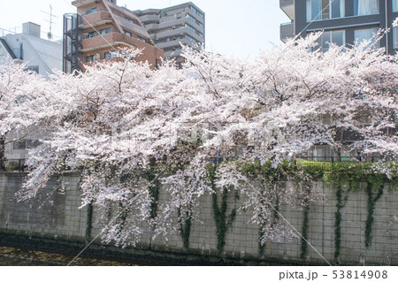 東京都 サクラの名所 目黒川の春 なかめ公園橋付近 東京都 サクラの名所 目黒川の春 なかめ公園橋付近 53814908