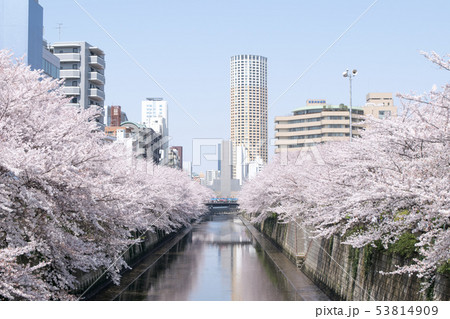 東京都　サクラの名所　目黒川の春　中里橋から 53814909