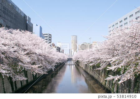 東京都　サクラの名所　目黒川の春　中里橋から 53814910