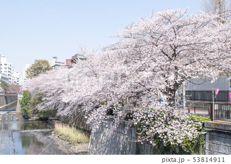 東京都 サクラの名所 目黒川の春 田楽橋から 東京都 サクラの名所 目黒川の春 田楽橋から 53814911