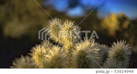 Close up of a cactus with thin white spikes 53814949
