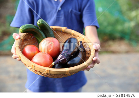 畑のお手伝いをする子ども 53814976