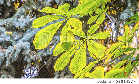 Chestnut leaves against trees on a sunny day 53814977