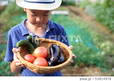畑のお手伝いをする子ども 53814978