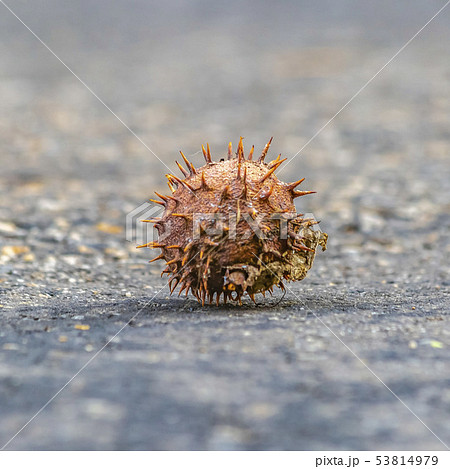 Chestnut inside a prickly shell against ground 53814979