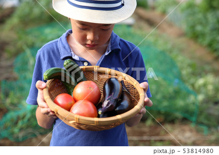 畑のお手伝いをする子ども 53814980