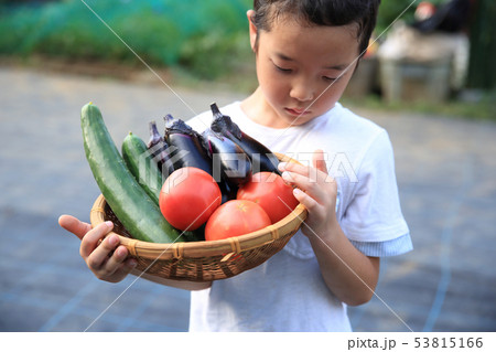 畑のお手伝いをする子ども 畑のお手伝いをする子ども 53815166