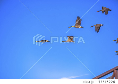 Birds in flight against vivid sky in Daybreak Utah Birds in flight against vivid sky in Daybreak Utah 53815226