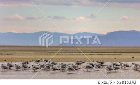 Beautiful view with birds in the Great Salt Lake Beautiful view with birds in the Great Salt Lake 53815242