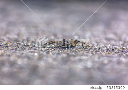 A black wolf spider crawling on the rough road A black wolf spider crawling on the rough road 53815300
