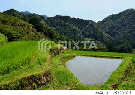 夏の里山　緑に輝く番所の棚田の景観 53815611