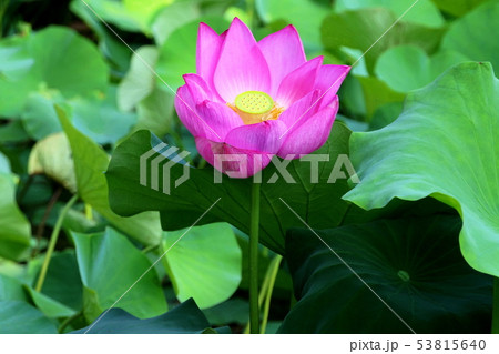 蓮の花 53815640