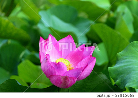 蓮の花 蓮の花 53815668