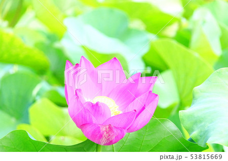 蓮の花の印象 53815669