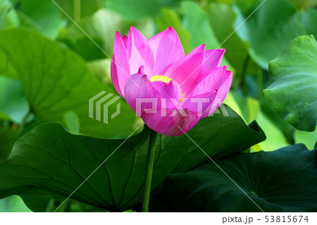蓮の花 蓮の花 53815674