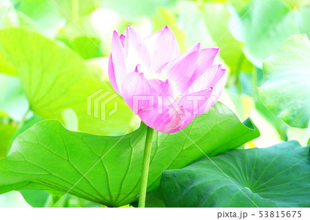 蓮の花の印象 53815675