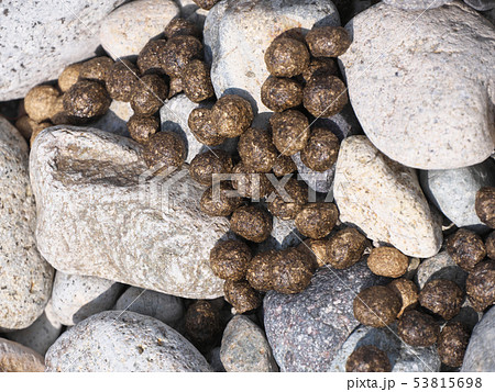 鹿のフン 鹿のフン 53815698