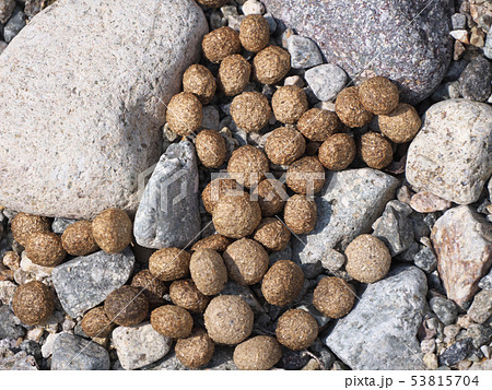 鹿のフンの写真素材 53815704 Pixta