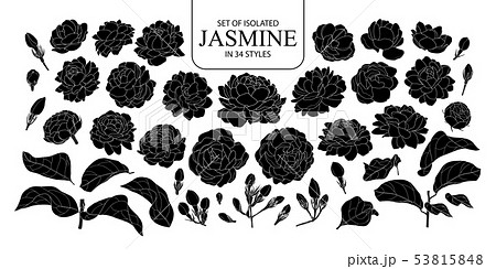 Set of isolated silhouette Jasmine in 34 styles. Set of isolated silhouette Jasmine in 34 styles. 53815848
