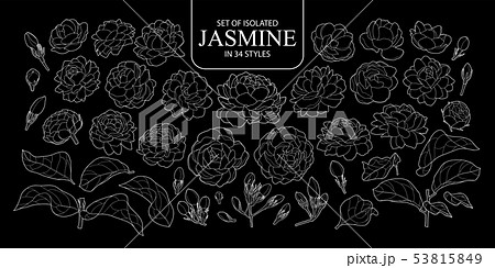 Set of isolated outline of Jasmine in 34 styles. Set of isolated outline of Jasmine in 34 styles. 53815849