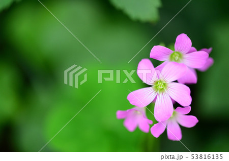 小さなピンクの花 53816135