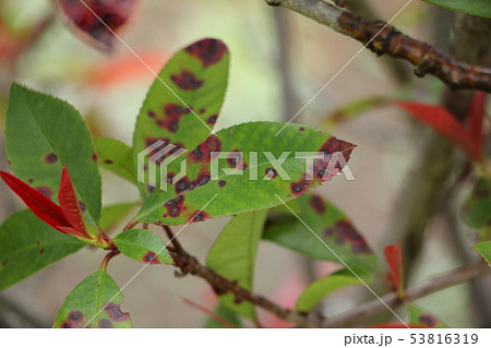 ごま色斑点病（カナメモチの葉） 53816319