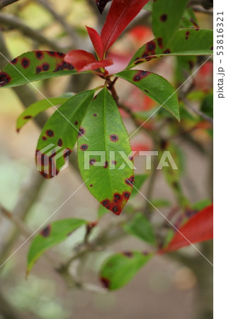 ごま色斑点病(カナメモチの葉) ごま色斑点病(カナメモチの葉) 53816321