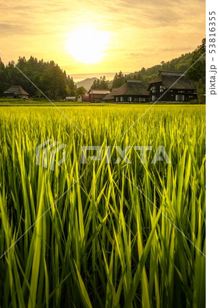 夏の農村風景 （荻ノ島環状集落の夕暮れ） 53816355