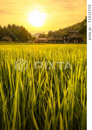夏の農村風景 （荻ノ島環状集落の夕暮れ） 53816356
