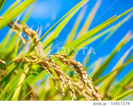 黄金色に実った稲 53817279